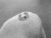 Adjustable Fish Ring in Stainless Steel Thick Band Ring Summer Jewelry for Men and Women Unique Sea Rings for Gift Swimming fish Ocean